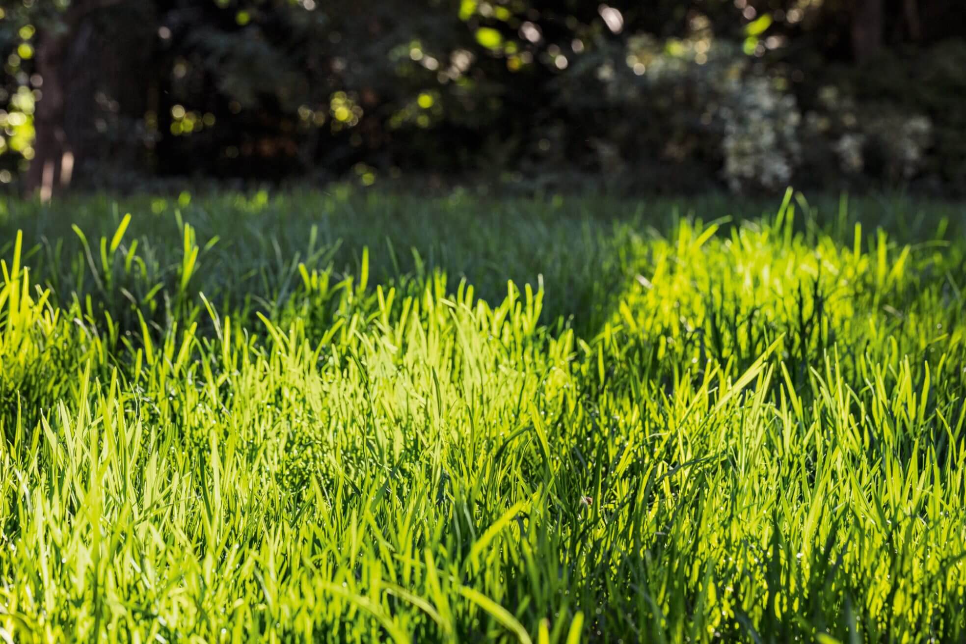 Stihl Lawn Mowing 31