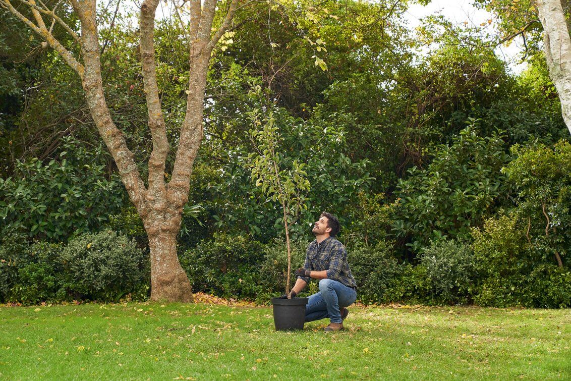Stihl Planting Trees 41