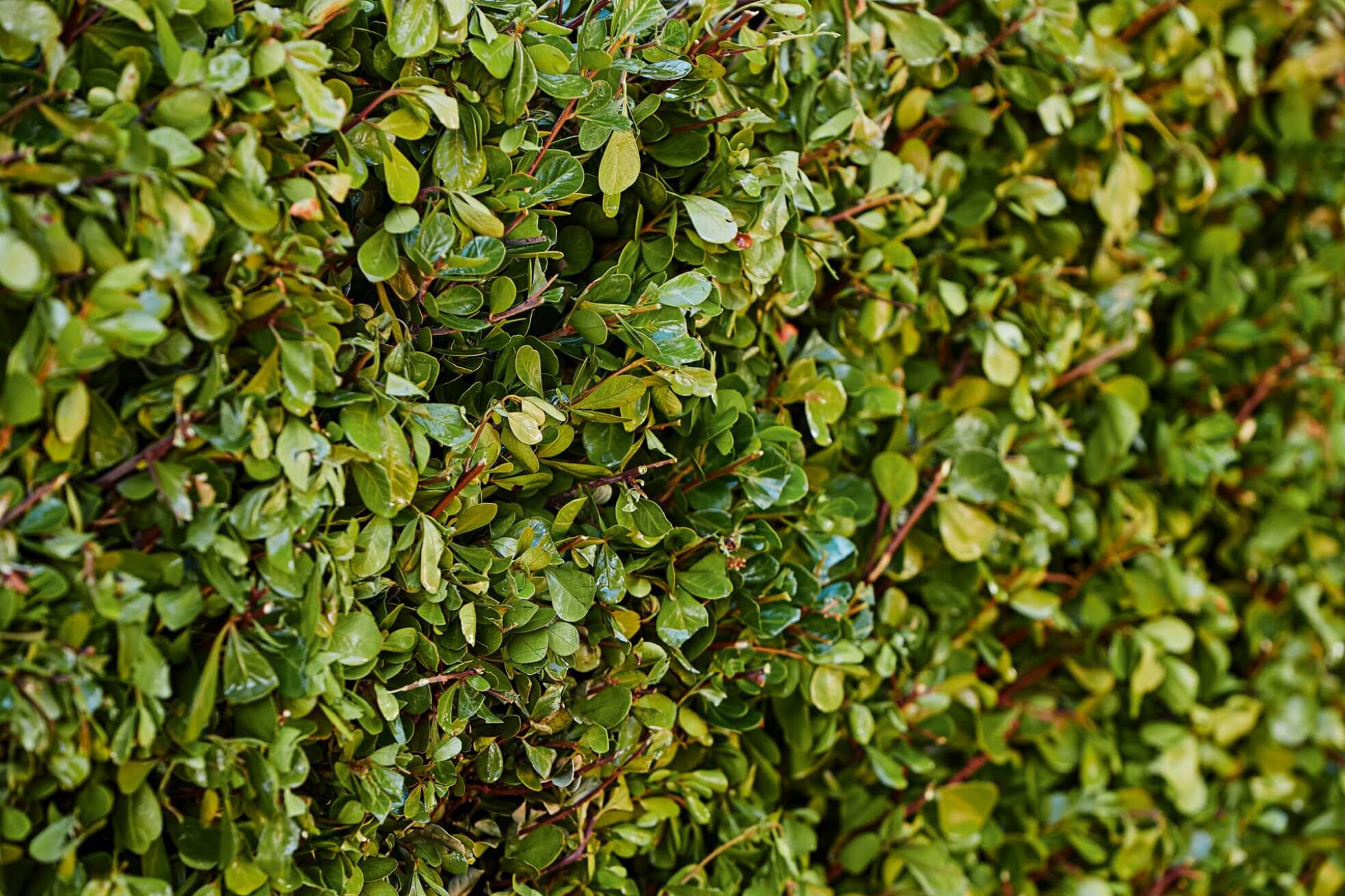 Stihl Maintaining Your Hedge Trimmer 51